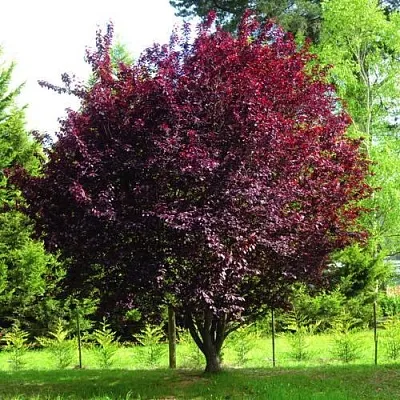 Слива НИГРА растопыреная  Слива НИГРА растопыреная в Могилёве