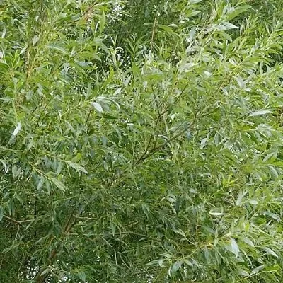 Ива ВИТЕЛЛИНА белая   Ива ВИТЕЛЛИНА белая  в Могилёве