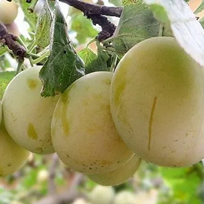 Слива УТРО  Слива УТРО в Могилёве