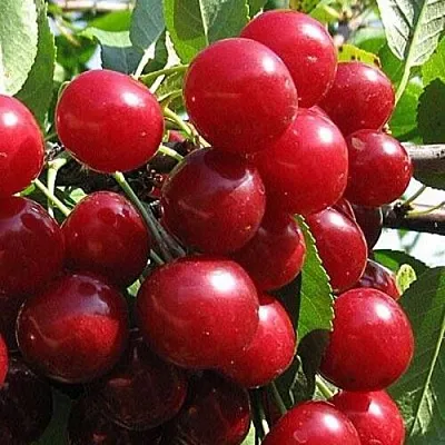 Вишня ГЛУБОКСКАЯ  Вишня ГЛУБОКСКАЯ в Могилёве