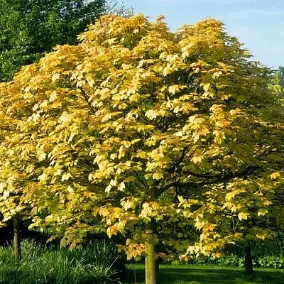 Клен ложноплатановый  Клен ложноплатановый в Могилёве