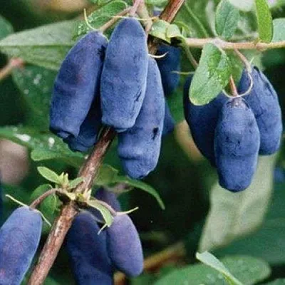 Жимолость съедобная ЛАЗУРНАЯ  Жимолость съедобная ЛАЗУРНАЯ в Могилёве