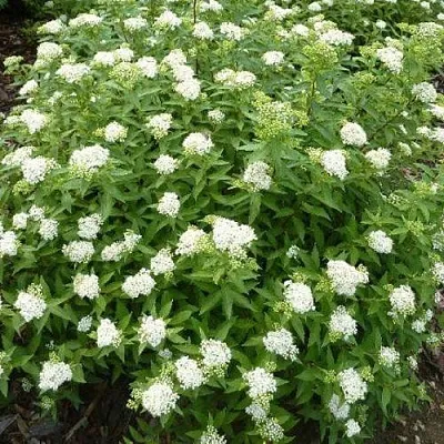 Спирея АЛЬБИФЛОРА японская  Спирея АЛЬБИФЛОРА японская в Могилёве