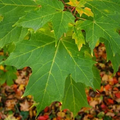 Клен сахарный  Клен сахарный в Могилёве