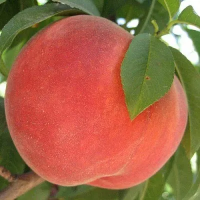 Персик МАЙСКИЙ ЦВЕТОК  Персик МАЙСКИЙ ЦВЕТОК в Могилёве