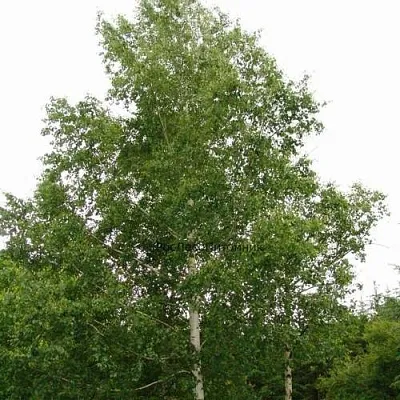 Береза бородавчатая  Береза бородавчатая в Могилёве