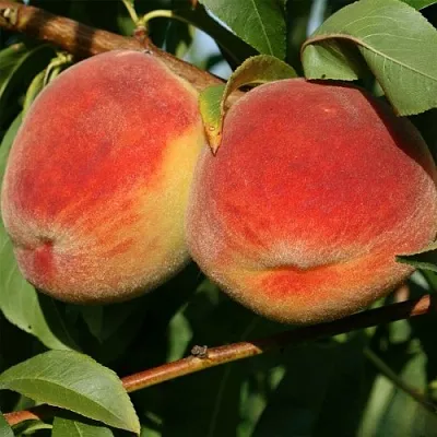 Персик МАРИЯ  Персик МАРИЯ в Могилёве