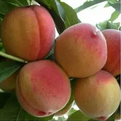 Персик ТУРИСТ  Персик ТУРИСТ в Могилёве