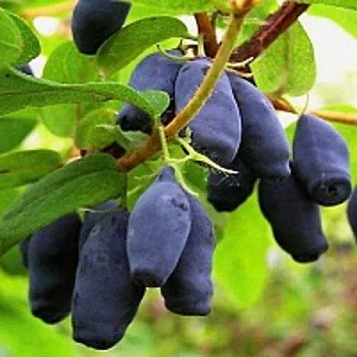 Жимолость съедобная МОСКОВСКАЯ  Жимолость съедобная МОСКОВСКАЯ в Могилёве