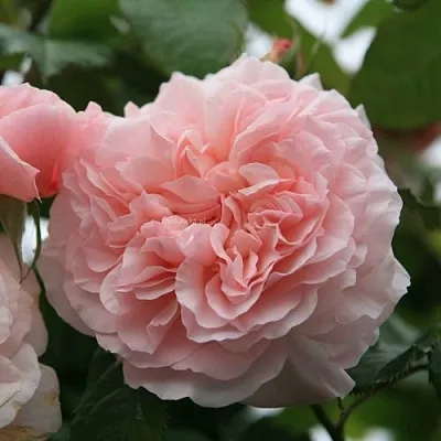 Роза РОЗ ДЕ ТОЛБИАК плетистая в Могилёве