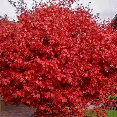 Клен гиннала   Клен гиннала  в Могилёве