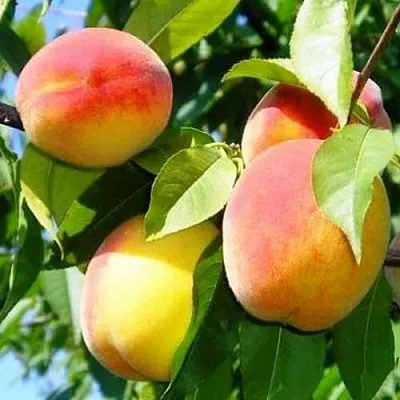 Персик ПАМЯТЬ ЛОЙКО  Персик ПАМЯТЬ ЛОЙКО в Могилёве