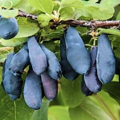 Жимолость съедобная СИБИРЯЧКА в Могилёве