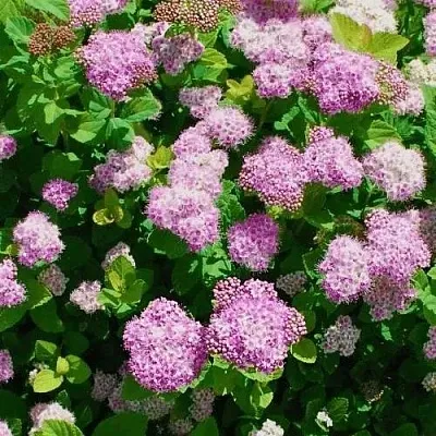 Спирея ПИНК СПАРКЛЕР  Спирея ПИНК СПАРКЛЕР в Могилёве