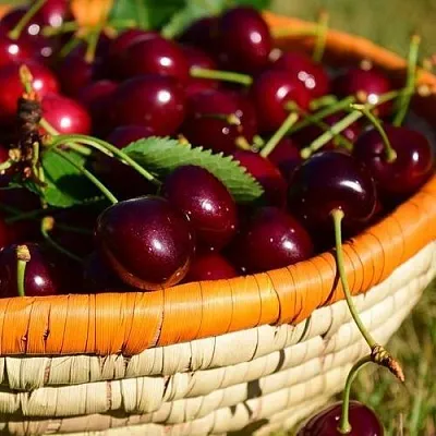 Вишня НЕСВИЖСКАЯ  Вишня НЕСВИЖСКАЯ в Могилёве