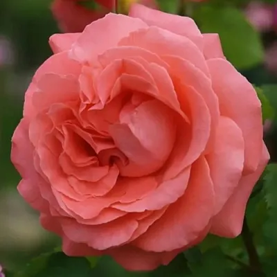 Роза ДИДИ БРИДЖУОТЕР плетистая в Могилёве