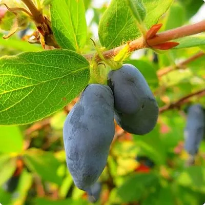 Жимолость съедобная БОРЕАЛ БЛИЗЗАРД (СЕВЕРНАЯ МЕТЕЛЬ) в Могилёве