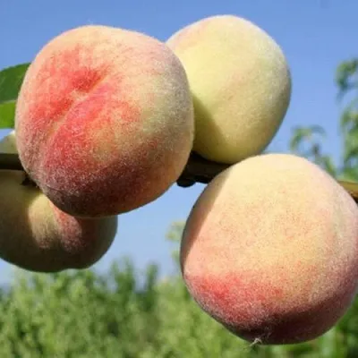 Персик ДОНЕЦКИЙ БЕЛЫЙ  Персик ДОНЕЦКИЙ БЕЛЫЙ в Могилёве