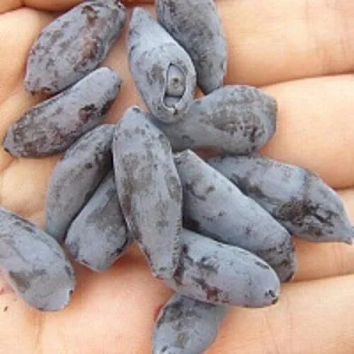 Жимолость съедобная ЧУЛЫМСКАЯ  Жимолость съедобная ЧУЛЫМСКАЯ в Могилёве