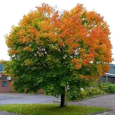Клен остролистный  Клен остролистный в Могилёве