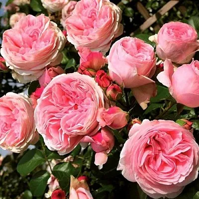 Роза ДЖАРДИНА плетистая в Могилёве