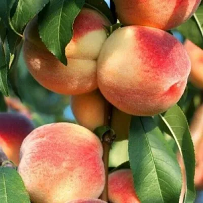 Персик ЛОЙКО 2  Персик ЛОЙКО 2 в Могилёве