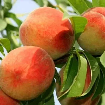 Персик ВАРДЕНИ  Персик ВАРДЕНИ в Могилёве