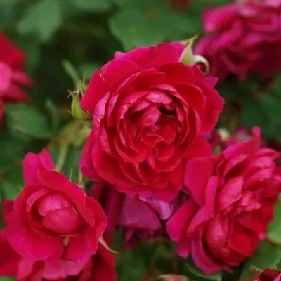 Роза КВАДРА плетистая в Могилёве