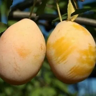 Слива ВАШИНГТОН  Слива ВАШИНГТОН в Могилёве