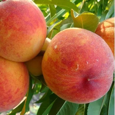 Персик ДИВНЫЙ  Персик ДИВНЫЙ в Могилёве