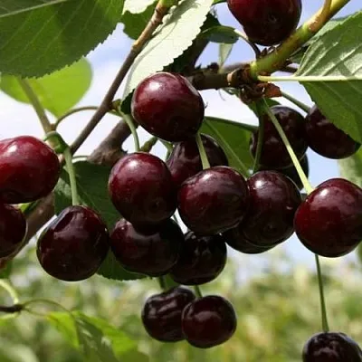 Вишня СВЕРДЛОВЧАНКА степная  Вишня СВЕРДЛОВЧАНКА степная в Могилёве