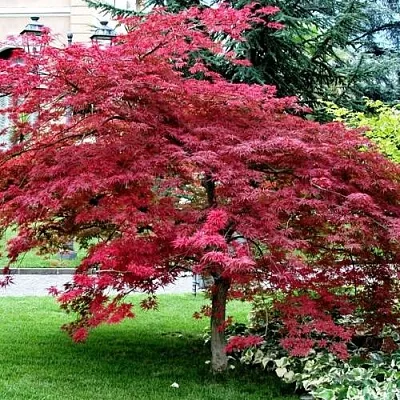 Клен пальмолистный  Клен пальмолистный в Могилёве