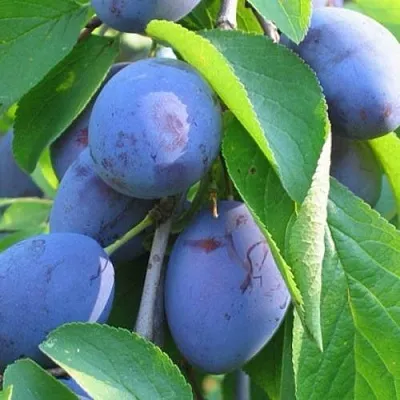 Слива ПЕРДРИГОН  Слива ПЕРДРИГОН в Могилёве