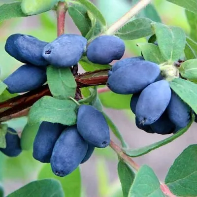 Жимолость съедобная ХОНЕЙ БИ  Жимолость съедобная ХОНЕЙ БИ в Могилёве