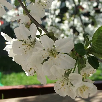 Вишня УМБРАКУЛИФЕРА  Вишня УМБРАКУЛИФЕРА в Могилёве