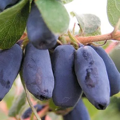 Жимолость съедобная ЛАКОМКА  Жимолость съедобная ЛАКОМКА в Могилёве