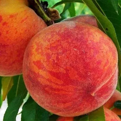 Персик ЗОЛОТОЙ ЮБИЛЕЙ  Персик ЗОЛОТОЙ ЮБИЛЕЙ в Могилёве