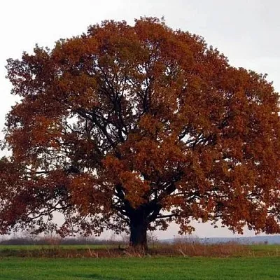 Дуб скальный  Дуб скальный в Могилёве
