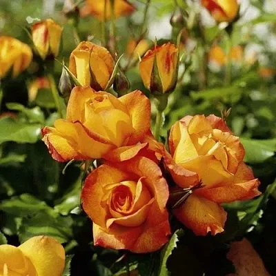 Роза САХАРА плетистая в Могилёве