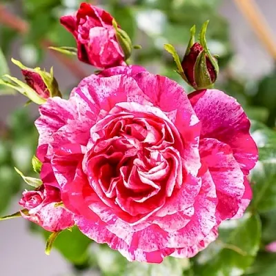 Роза ИНЕС САСТР плетистая в Могилёве