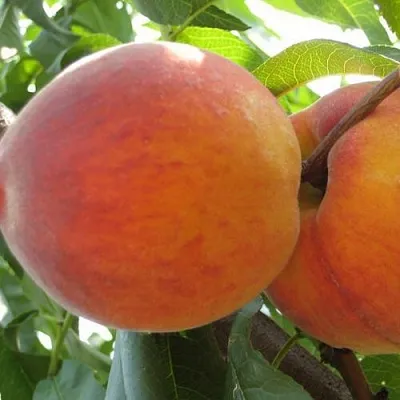 Персик СОЧНЫЙ  Персик СОЧНЫЙ в Могилёве