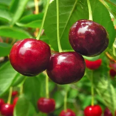 Вишня УЙФЕХЕРТОЙ ФЮРТОШ  Вишня УЙФЕХЕРТОЙ ФЮРТОШ в Могилёве