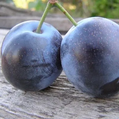 Слива БЛЮФРИ  Слива БЛЮФРИ в Могилёве