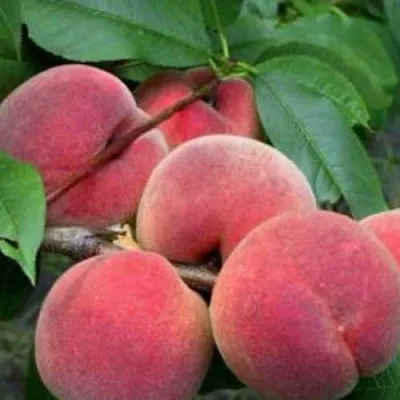 Персик КАНАДИАН ХАРМОНИ  Персик КАНАДИАН ХАРМОНИ в Могилёве