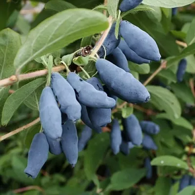 Жимолость съедобная ТОМИ японская  Жимолость съедобная ТОМИ японская в Могилёве