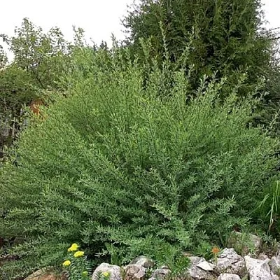 Ива НАНА пурпурная  Ива НАНА пурпурная в Могилёве