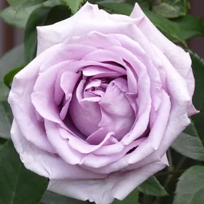 Роза ИНДИГОЛЕТТА плетистая в Могилёве