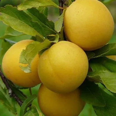 Слива СОЛНЫШКО  Слива СОЛНЫШКО в Могилёве