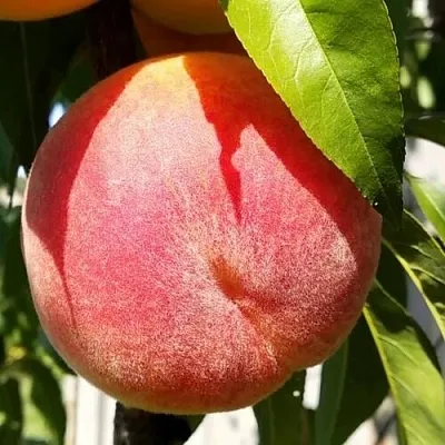 Персик ВАЙН ГОЛД Т3  Персик ВАЙН ГОЛД Т3 в Могилёве