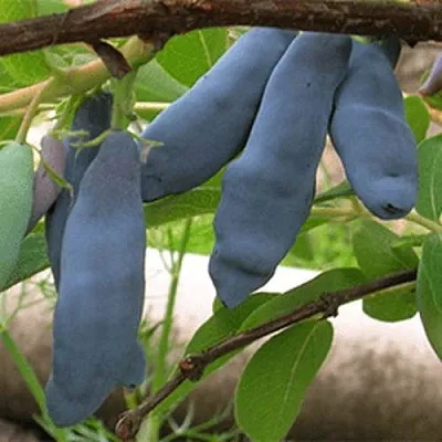 Жимолость съедобная ЛЕНИНГРАДСКИЙ ВЕЛИКАН  Жимолость съедобная ЛЕНИНГРАДСКИЙ ВЕЛИКАН в Могилёве